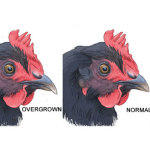 Side-by-side comparison of a chicken with an overgrown comb and a chicken with a normal comb.