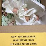 A box containing hatching eggs cushioned in packing material with a label reading, "Non-machineable hatching eggs handle with care.
