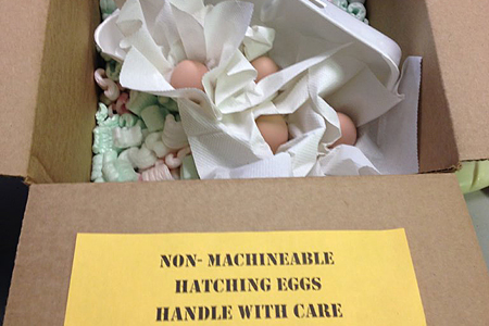 A box containing hatching eggs cushioned in packing material with a label reading, "Non-machineable hatching eggs handle with care.