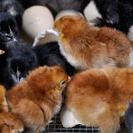 Several newly hatched chicks, both black and brown, are gathered among broken eggshells.