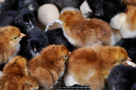 Several newly hatched chicks, both black and brown, are gathered among broken eggshells.