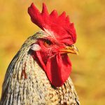 A close-up of a rooster with a red comb and wattles, standing outdoors against a blurred yellow background.
