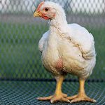 A white chicken standing on a metal mesh surface with a blurred green background.