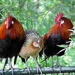 Two roosters and a hen stand closely together on a metal fence with green foliage in the background.