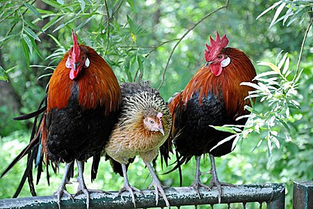 Two roosters and a hen stand closely together on a metal fence with green foliage in the background.