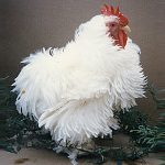A white frizzle chicken with ruffled feathers stands on the ground next to some green foliage.