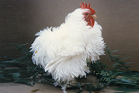 A white frizzle chicken with ruffled feathers stands on the ground next to some green foliage.