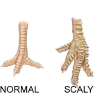 Illustration of a normal bird foot on the left and a scaly, deformed bird foot on the right.