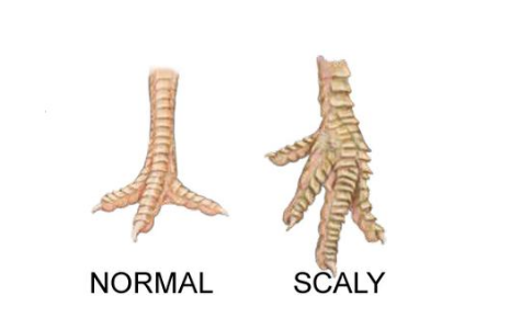 Illustration of a normal bird foot on the left and a scaly, deformed bird foot on the right.