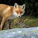 A red fox stands on rocky ground with green foliage in the background, looking directly at the camera.
