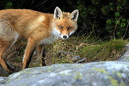 A red fox stands on rocky ground with green foliage in the background, looking directly at the camera.