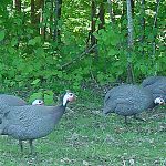 Four helmeted guinea fowl forage on grassy ground near a forested area with green leaves in the background.