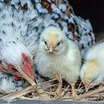 A hen is sitting on straw with two yellow chicks, one standing upright and the other pecking at the ground.