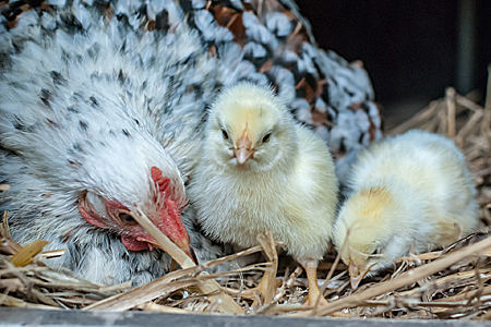 A hen is sitting on straw with two yellow chicks, one standing upright and the other pecking at the ground.