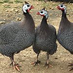 Three helmeted guinea fowl with spotted feathers stand together on a patch of dirt and grass outdoors.