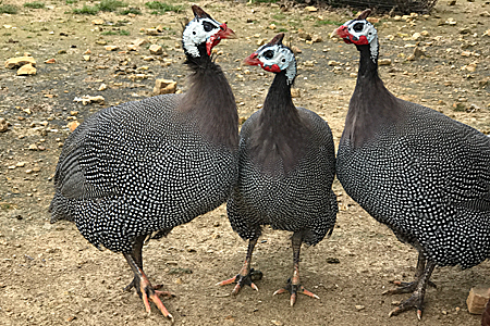 Three helmeted guinea fowl with spotted feathers stand together on a patch of dirt and grass outdoors.
