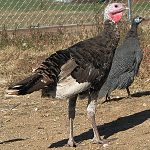 Why Do We Call the Turkey a Turkey?