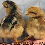 Two Bielefelder chicks being held; the female chick is on the left and the male chick is on the right.