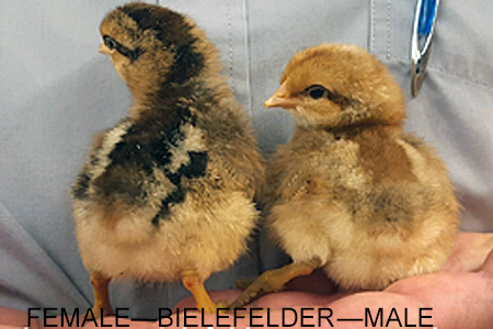 Two Bielefelder chicks being held; the female chick is on the left and the male chick is on the right.