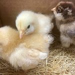 Three baby chicks stand on straw inside a cardboard box; two are yellow and one is brown with a white face.
