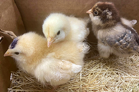 Three baby chicks stand on straw inside a cardboard box; two are yellow and one is brown with a white face.