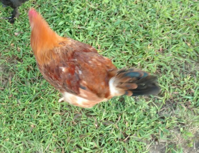 17 week old Black Tail Red Marans