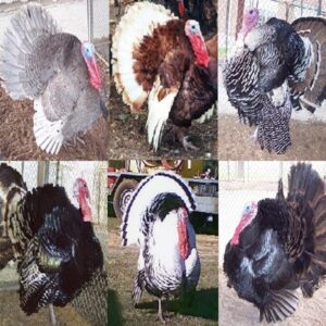 Heritage Turkey