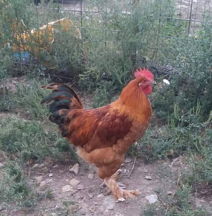 French Black Tailed Red Marans 6