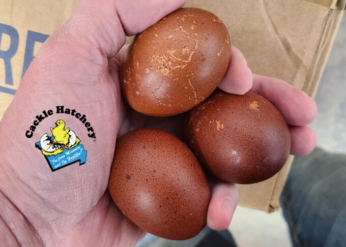 French Black Tailed Red Marans