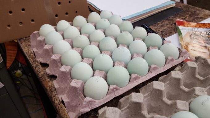 Blue Egger™ Fertile Hatching Eggs