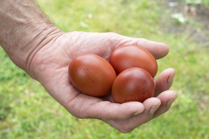 Chocolate Egger®Hatching Eggs