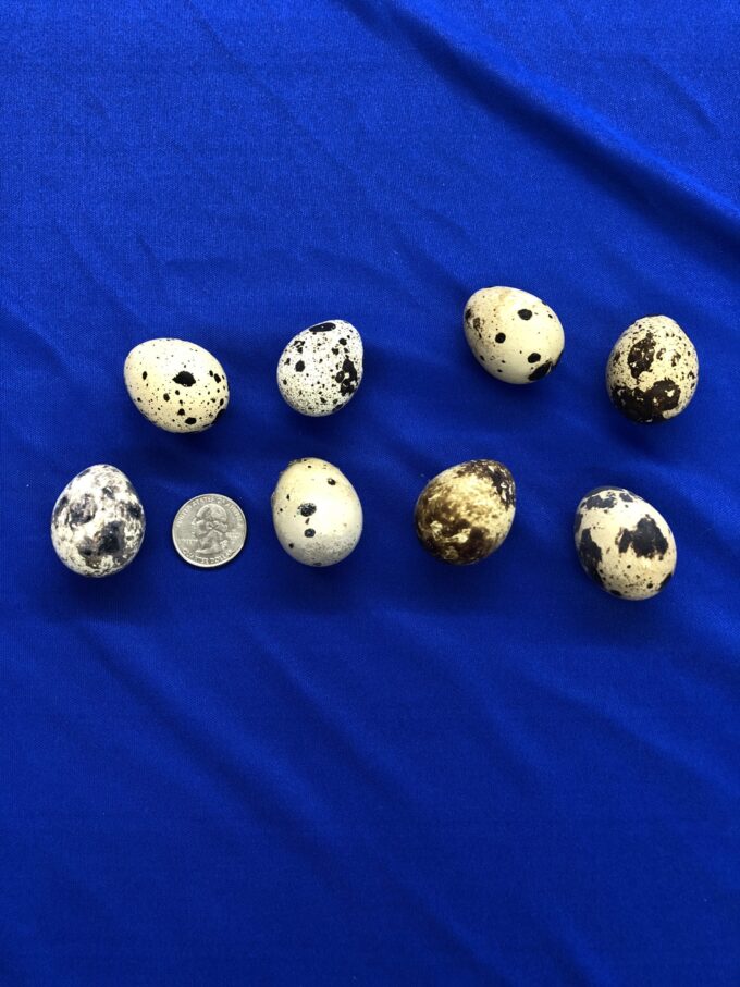 Pharaoh Coturnix Quail Eggs and Packaging