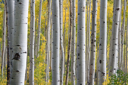 White Birch Trees