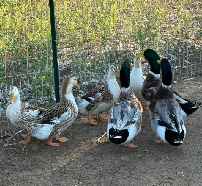 Silver Appleyard Duck