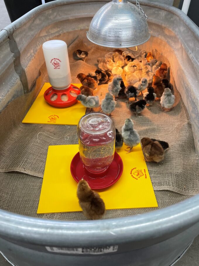 Burlap bottom chick brooder