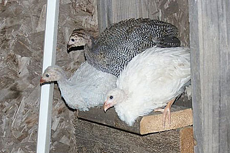 Guinea Fowl