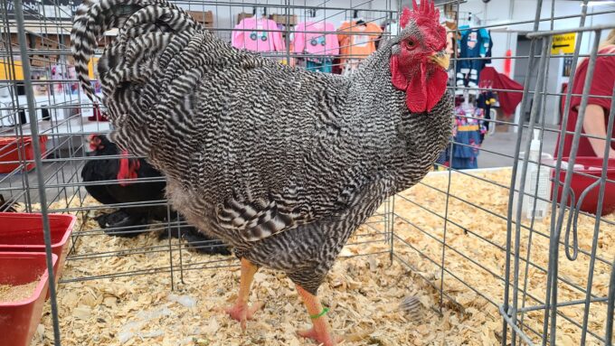 Barred Rock Echibition Type