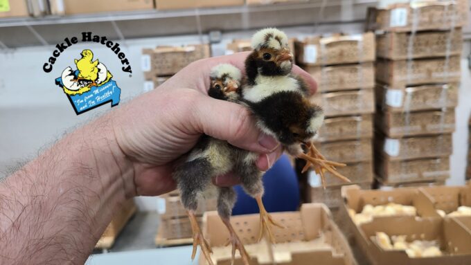 Tolbunt Polish Chicks