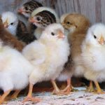 Mixed Chicks