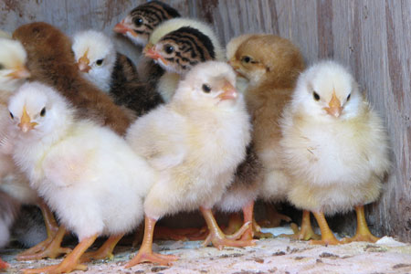 Mixed Chicks