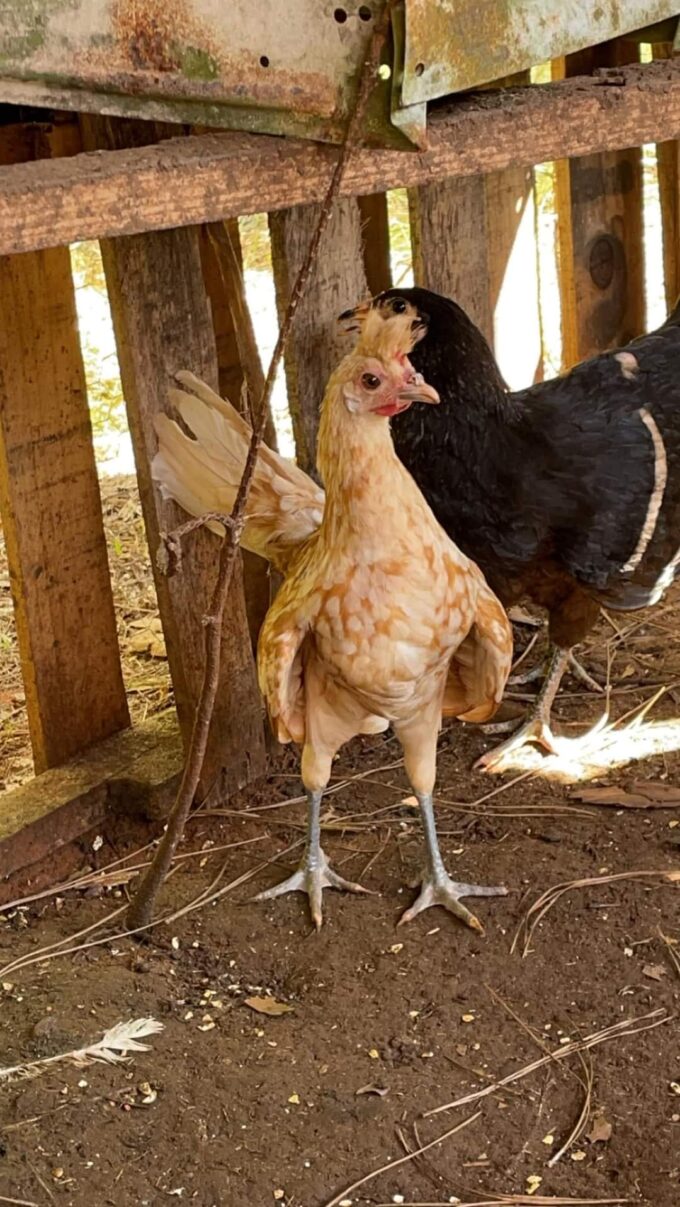 Chamois Spitzhauben