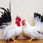 2 japanese bantams Chickens
