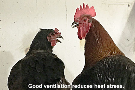 two chickens with text stating "good ventilation reduces heat stress"