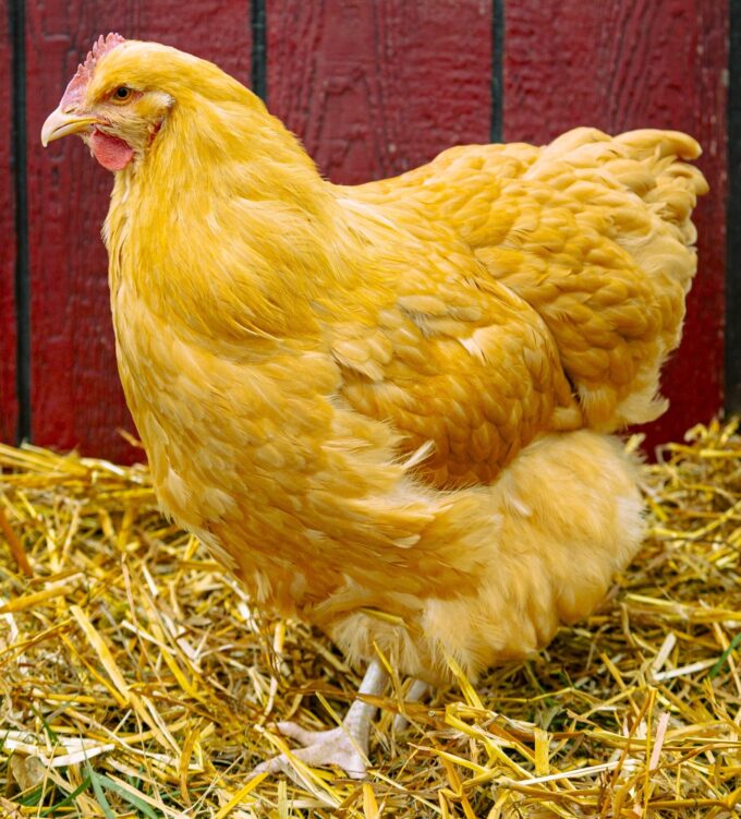 Buff Oprington Exhibition Type Hen