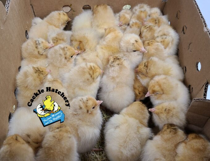 Buff Orpington Exhibition Type