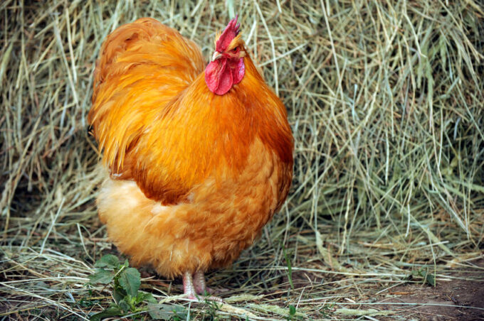 Buff Orpington Exhibition Type