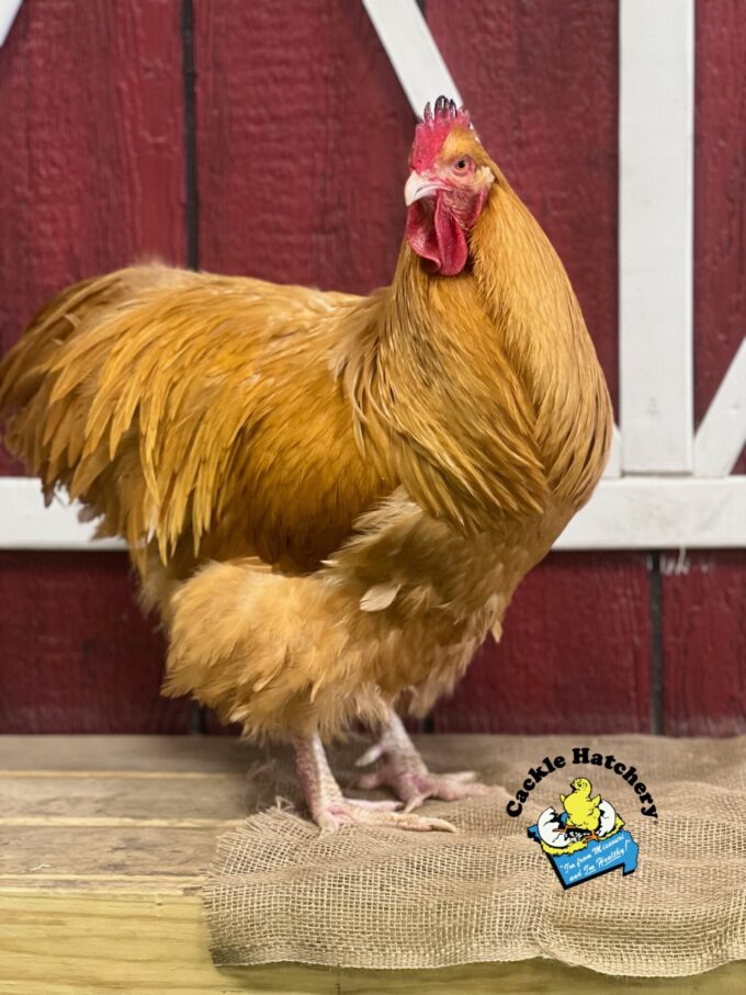 Exhibition Buff Orpington