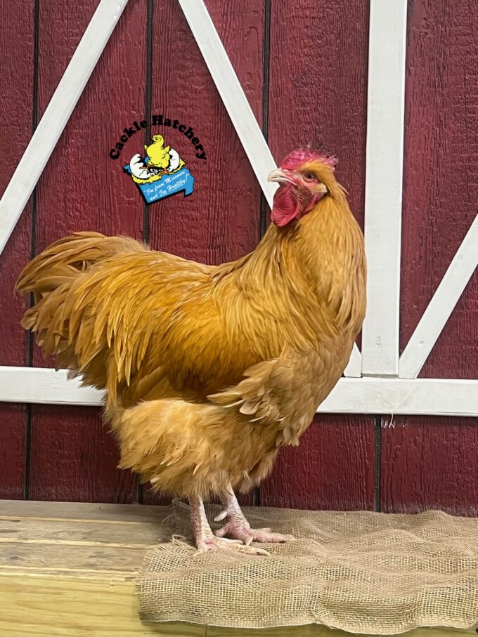 Exhibition Buff Orpington