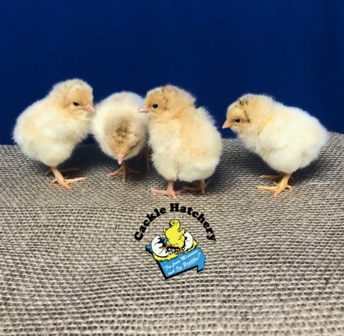 Exhibition Buff Orpington
