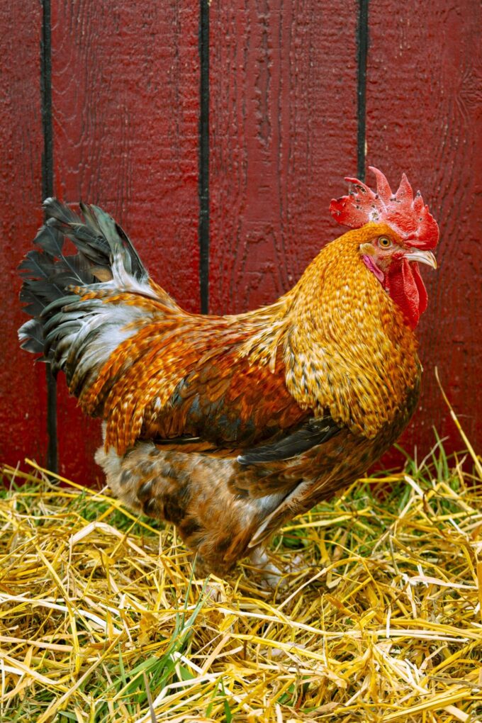 F2 Olive Egger Rooster